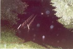 myťská lávka 
     při&nbsp;povodni 
       r. 2002